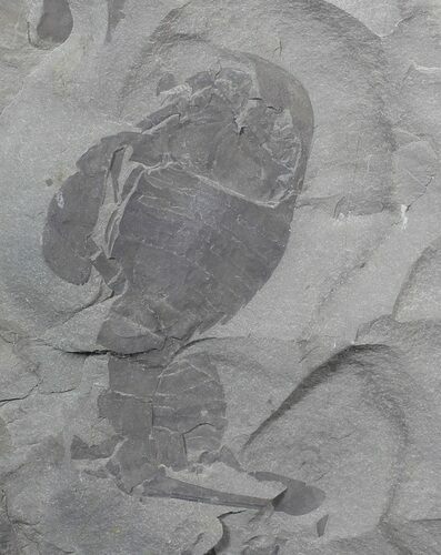 Bargain, Eurypterus (Sea Scorpion) Fossil - New York #62811